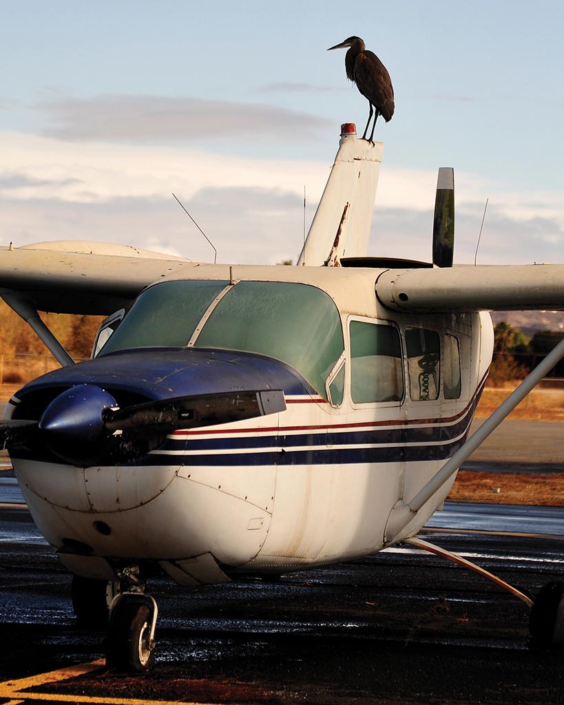 Bird on GA aircraft