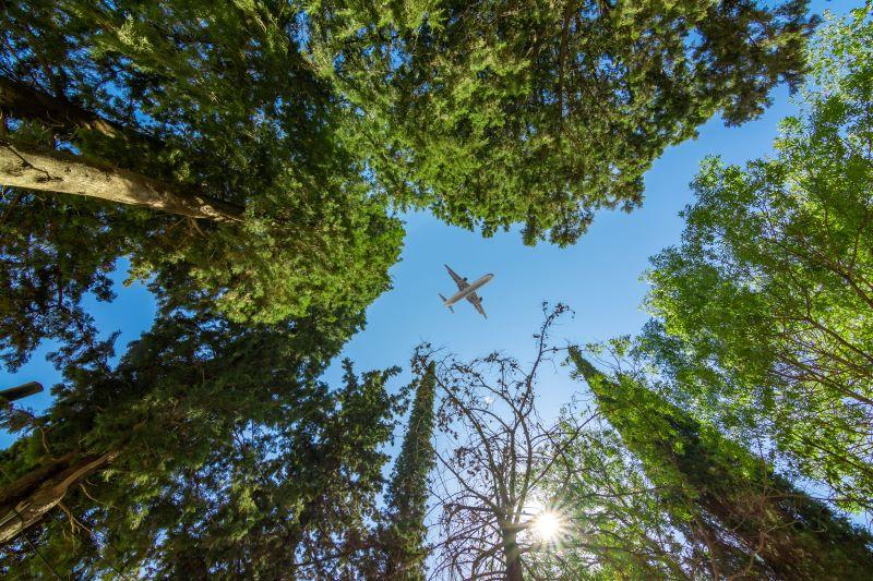 airplane in trees