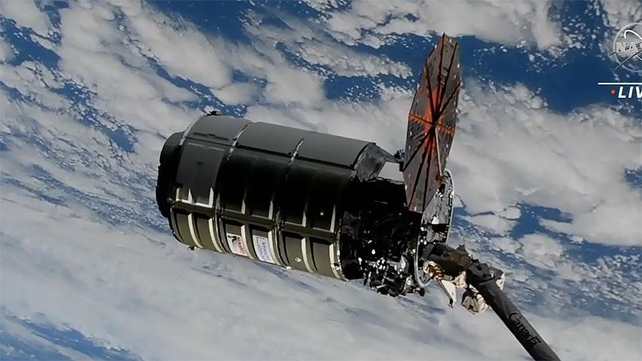 Cygnus