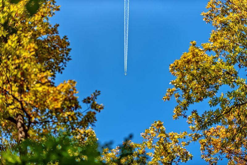 contrails and trees