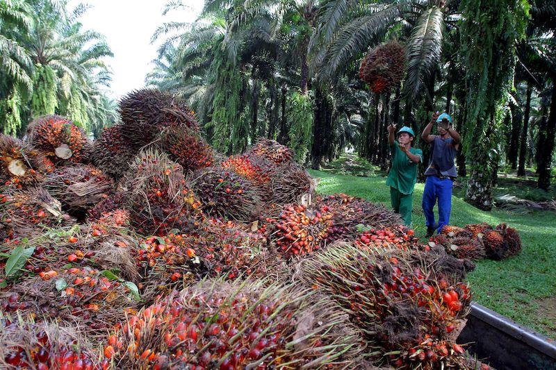 Workers harvest palm oil fruits in Indonesia