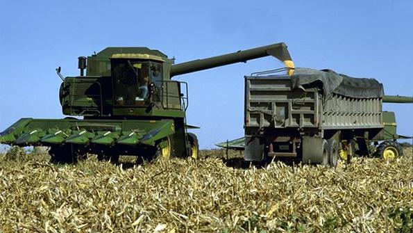 harvesting corn