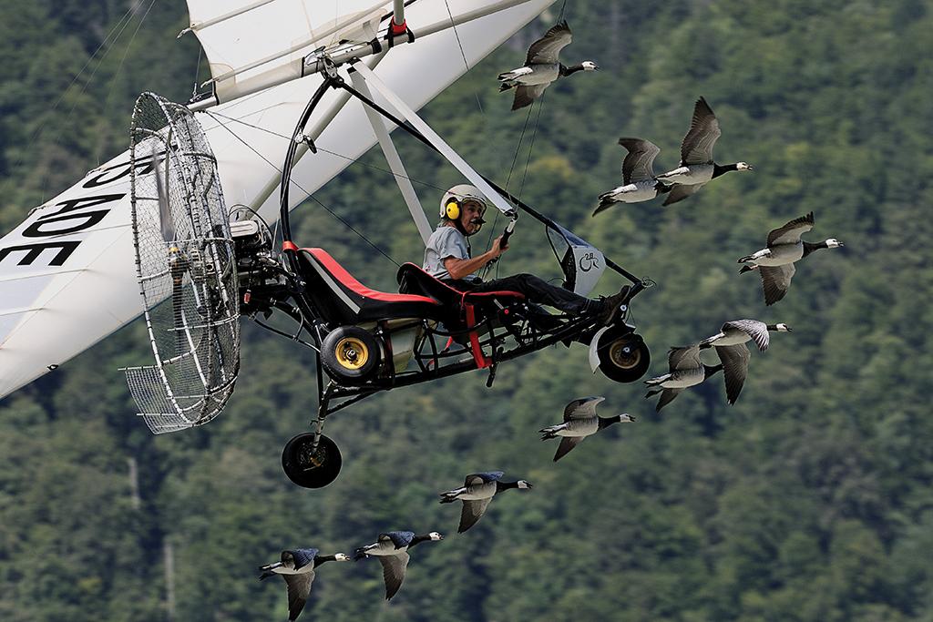 aircraft and geese