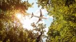 plane flying over trees