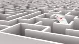 Shutterstock image of lab rat